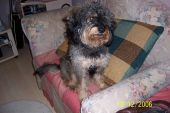 Barney
