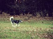siberian husky ZaginioneKoty.pl