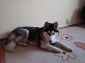 siberian husky ZaginioneKoty.pl
