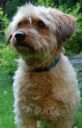 glen of imaal terrier ZaginioneKoty.pl