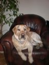 labrador ZaginioneKoty.pl
