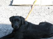 labrador ZaginioneKoty.pl