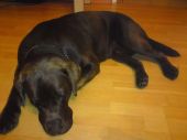 labrador ZaginioneKoty.pl
