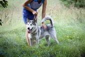 alaskan malamute ZaginioneKoty.pl