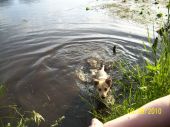 pinczer mix ZaginioneKoty.pl