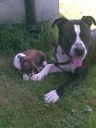 amstaff ZaginioneKoty.pl