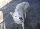 syberian husky ZaginioneKoty.pl