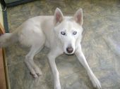 syberian husky ZaginioneKoty.pl