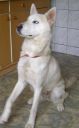 syberian husky ZaginioneKoty.pl