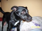 Pongo