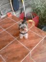 LOLA
