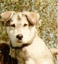 mieszaniec podobny do husky ZaginioneKoty.pl