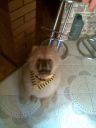 chow chow ZaginioneKoty.pl