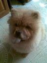 chow chow ZaginioneKoty.pl
