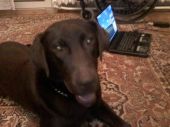 labrador retriever ZaginioneKoty.pl