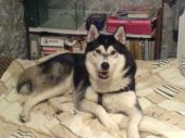 alaskan malamute ZaginioneKoty.pl