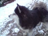 syberian husky ZaginioneKoty.pl