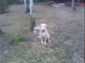 Diler