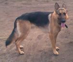 Iwan