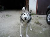 resor