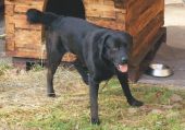 mieszaniec labradora ZaginioneKoty.pl