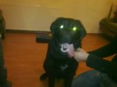w typie labradora ZaginioneKoty.pl