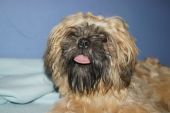shih tzu ZaginioneKoty.pl