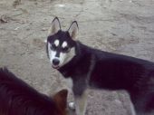 husky i owczarek niemiecki ZaginioneKoty.pl