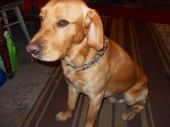 golden retriever lub labrador ZaginioneKoty.pl