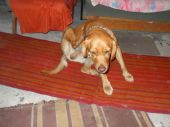 golden retriever lub labrador ZaginioneKoty.pl