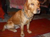 golden retriever lub labrador ZaginioneKoty.pl