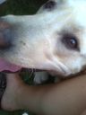 labrador ZaginioneKoty.pl