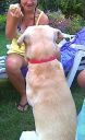 labrador ZaginioneKoty.pl