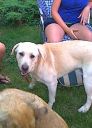 labrador ZaginioneKoty.pl