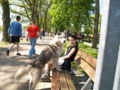 syberian husky ZaginioneKoty.pl