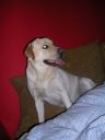 labrador retriever ZaginioneKoty.pl