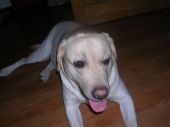 labrador retriever ZaginioneKoty.pl