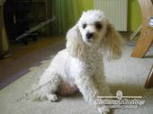 hosse