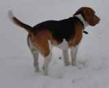 beagle ZaginioneKoty.pl