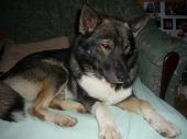 mieszaniec podobny do husky ZaginioneKoty.pl