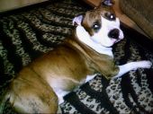 amstaff ZaginioneKoty.pl