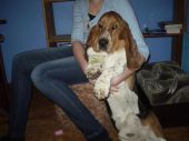 basset hound ZaginioneKoty.pl