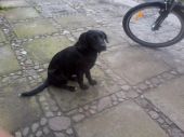 mieszaniec labradora ZaginioneKoty.pl