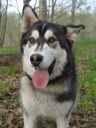 husky ZaginioneKoty.pl