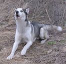 husky ZaginioneKoty.pl