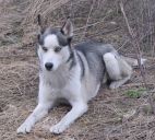 husky ZaginioneKoty.pl