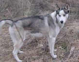 husky ZaginioneKoty.pl