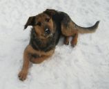 mieszaniec ZaginioneKoty.pl