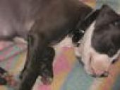 amstaff ZaginioneKoty.pl