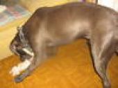 amstaff ZaginioneKoty.pl